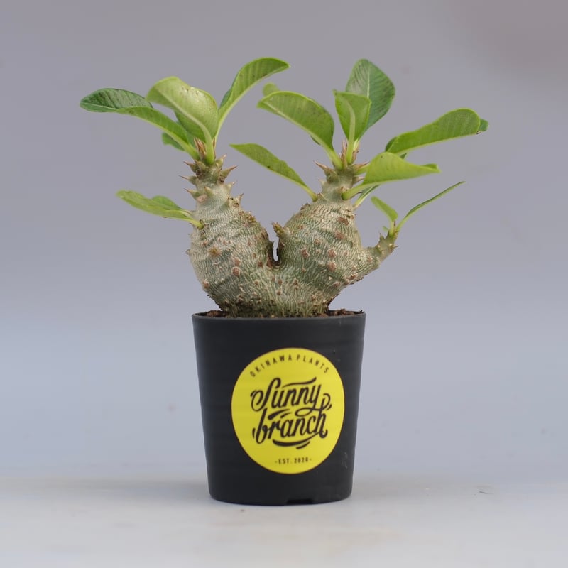 パキポディウム ウィンゾリー 実生株 090 Pachypodium windsorii |