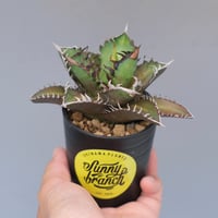 アガベ ホリダ 036 Agave horrida 強棘 | Sunny Branch