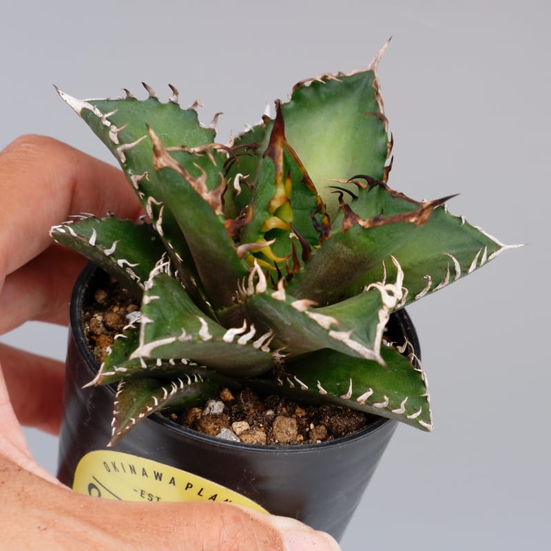 Agave titanota 'Big spine' アガベ シーザー レッド アガベ チタノタ レッドキャットウィーズル Agave titanota Red Catwee