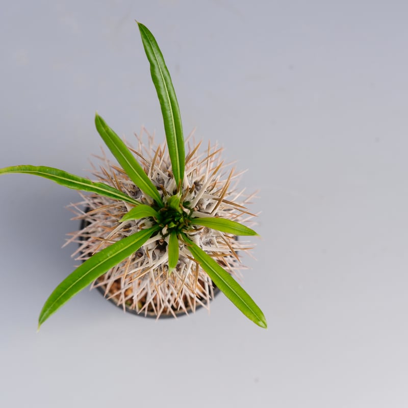 パキポディウム ラメリー実生株 002 Pachypodium lamerei | Sunny