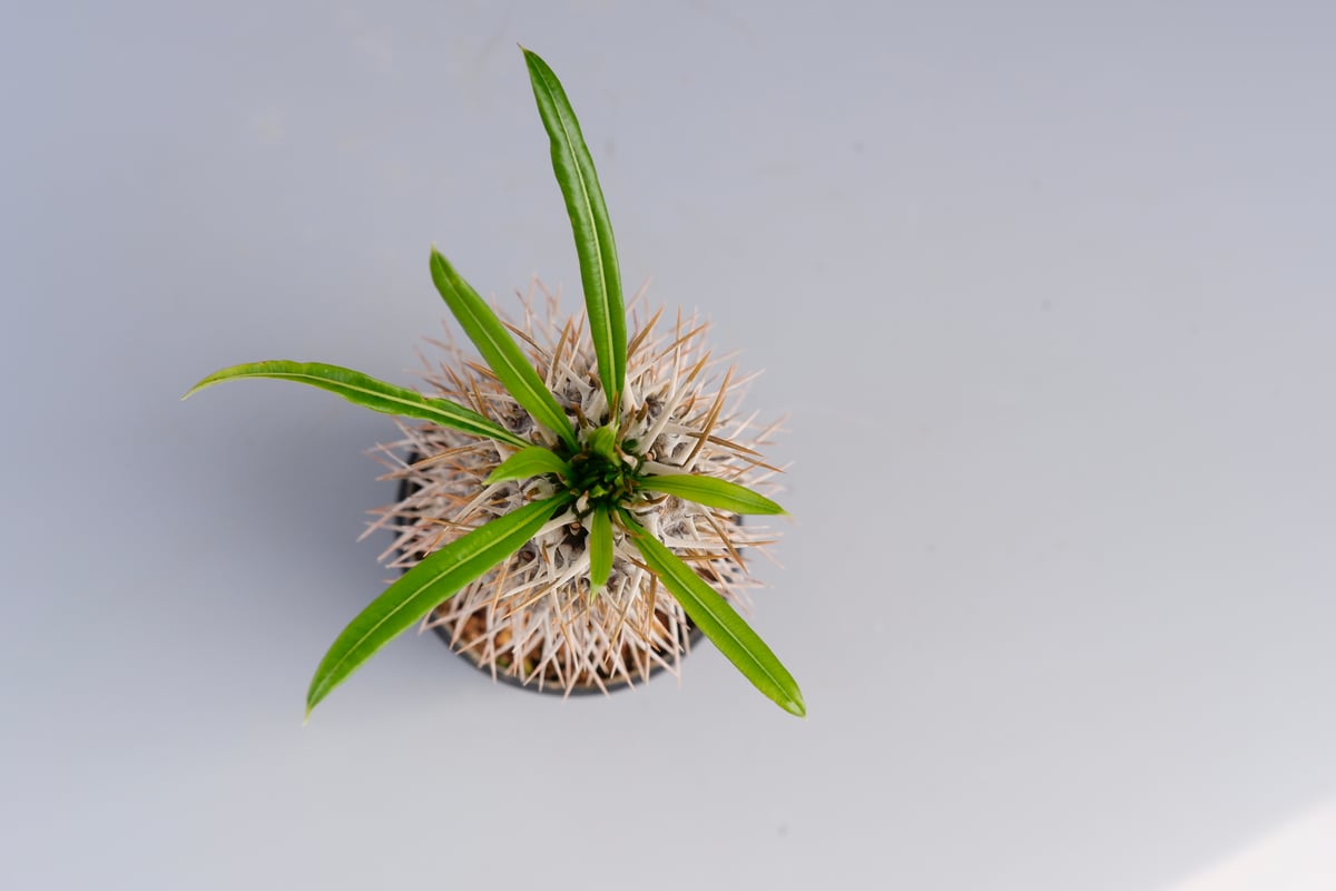 パキポディウム ラメリー実生株 002 Pachypodium lamerei | Sunny パキポディウム ラメリー実生株 002 Pachypodium lamerei | Sunny
