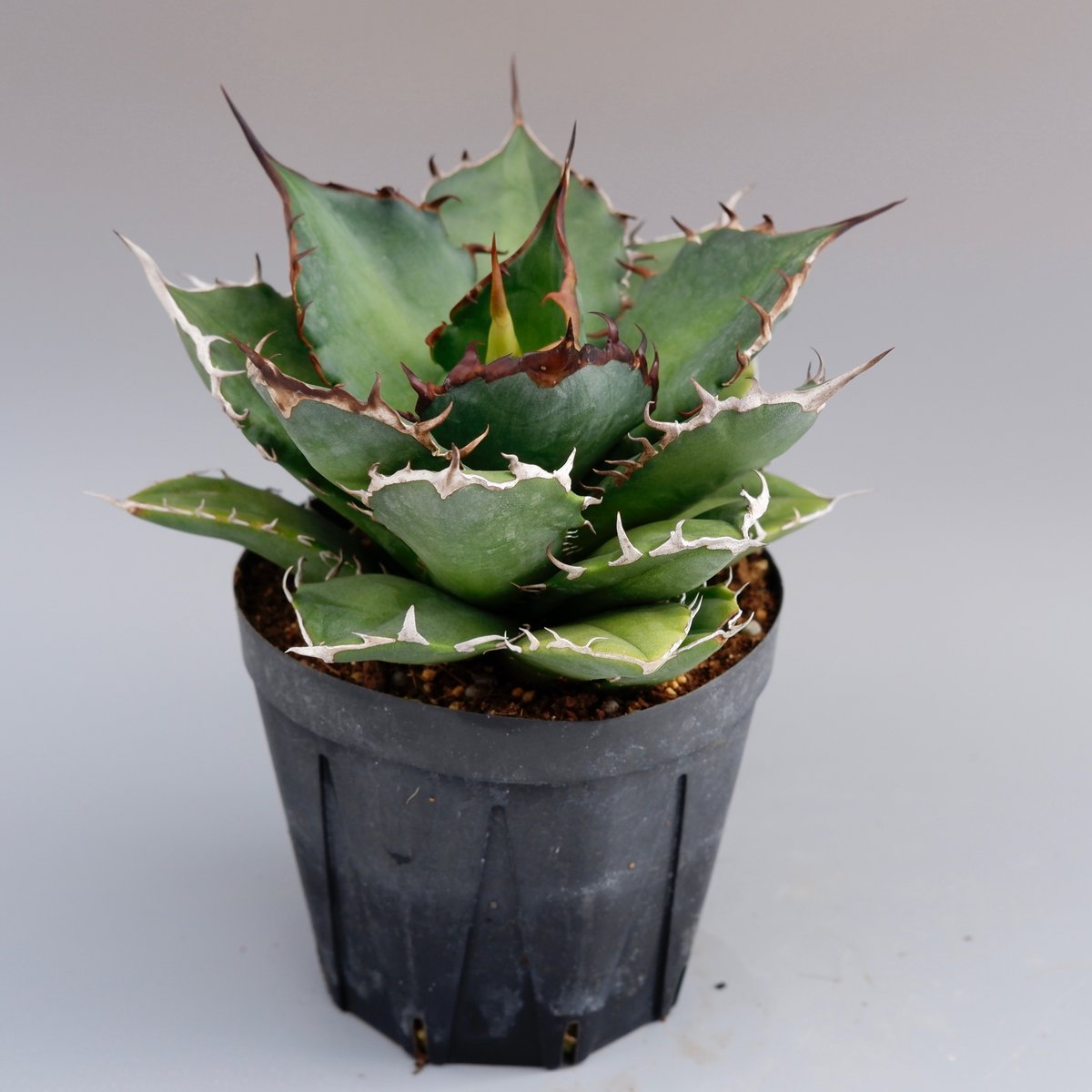 Agave no neme 中株　lizeおまけ株 Agave no neme 中株 lizeおまけ株