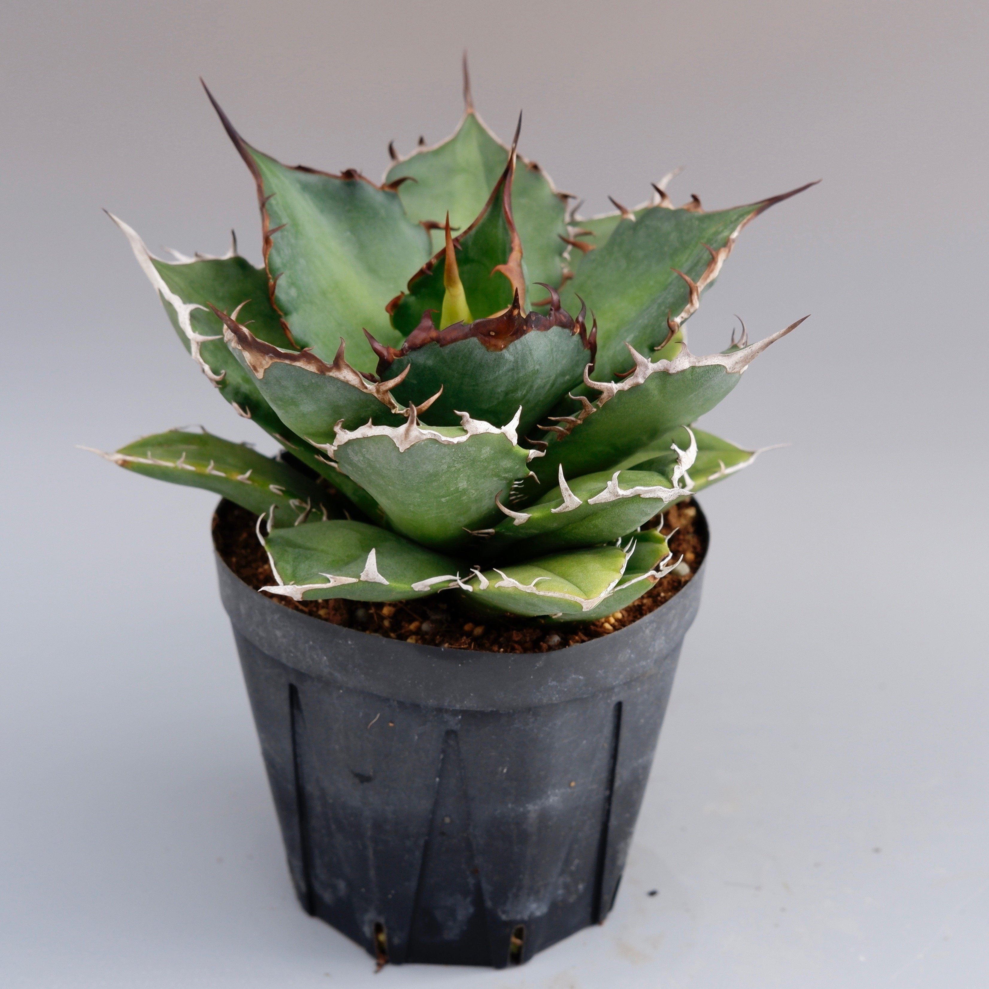 アガベ ノーネーム Agave no name | Sunny Branch