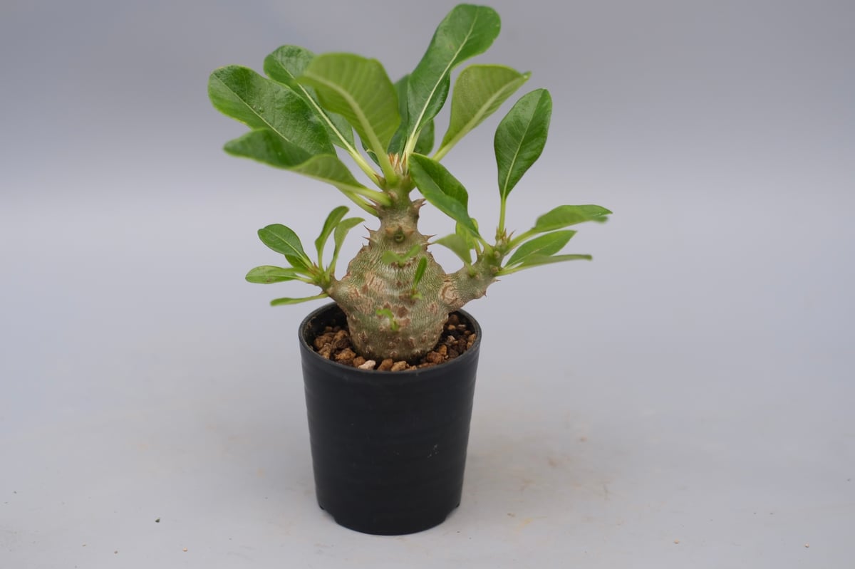 パキポディウム ウィンゾリー 実生株 084 Pachypodium windsorii |