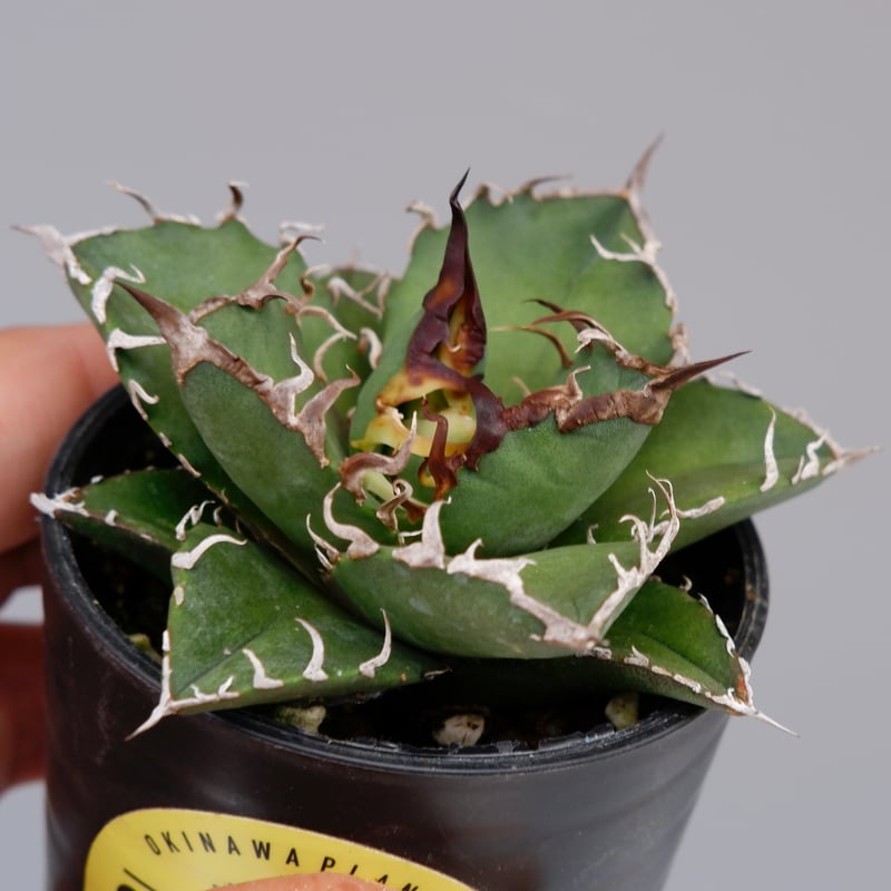 agave titanota シーザーベアルート　アガベ　チタノタ アガベ チタノタ シーザー Agave titanota caesar 125 | Sunny