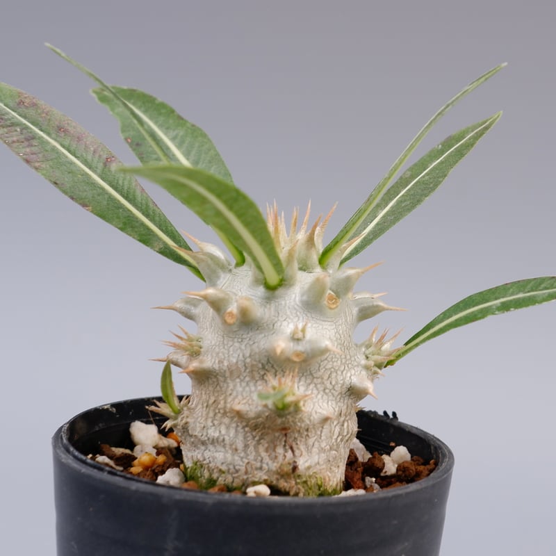 パキポディウム ロスラーツム 実生株 004 Pachypodium rosulatum