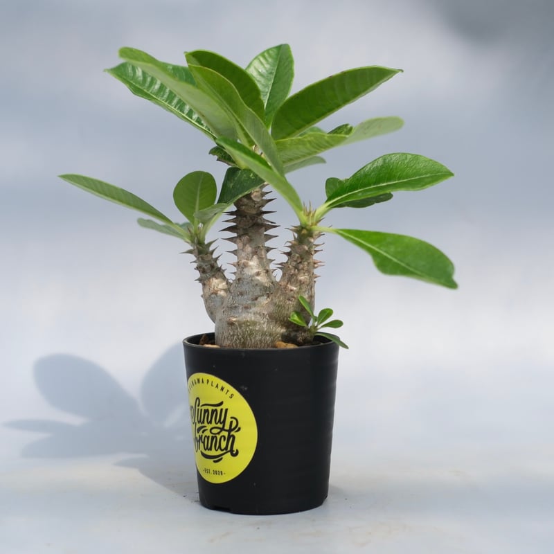 ウィンゾリー国内実生株 コーデックス：パキポディウム ウィンゾリー 国内実生*葉幅22cm 現品