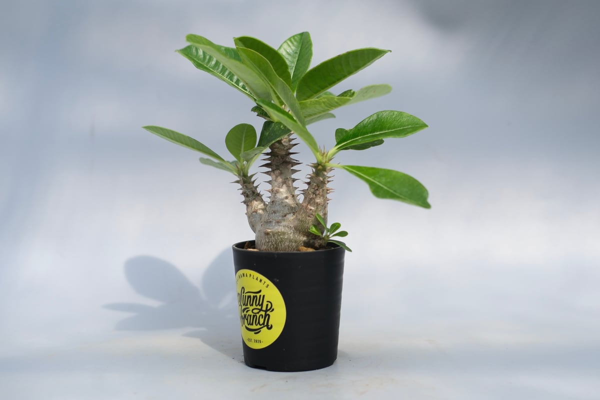 パキポディウムウィンゾリー実生 実生株】パキポディウム ウィンゾリー | Pachypodium windsorii – LAND