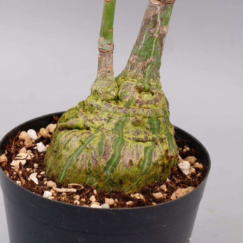 プセウドボンバックス プセウドボンバックス1 | STELLA.PLANTS