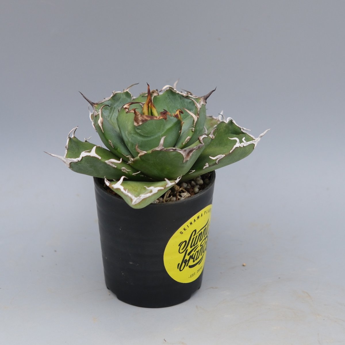 アガベ チタノタ 白鯨 Agave titanota white whale 222 | Su