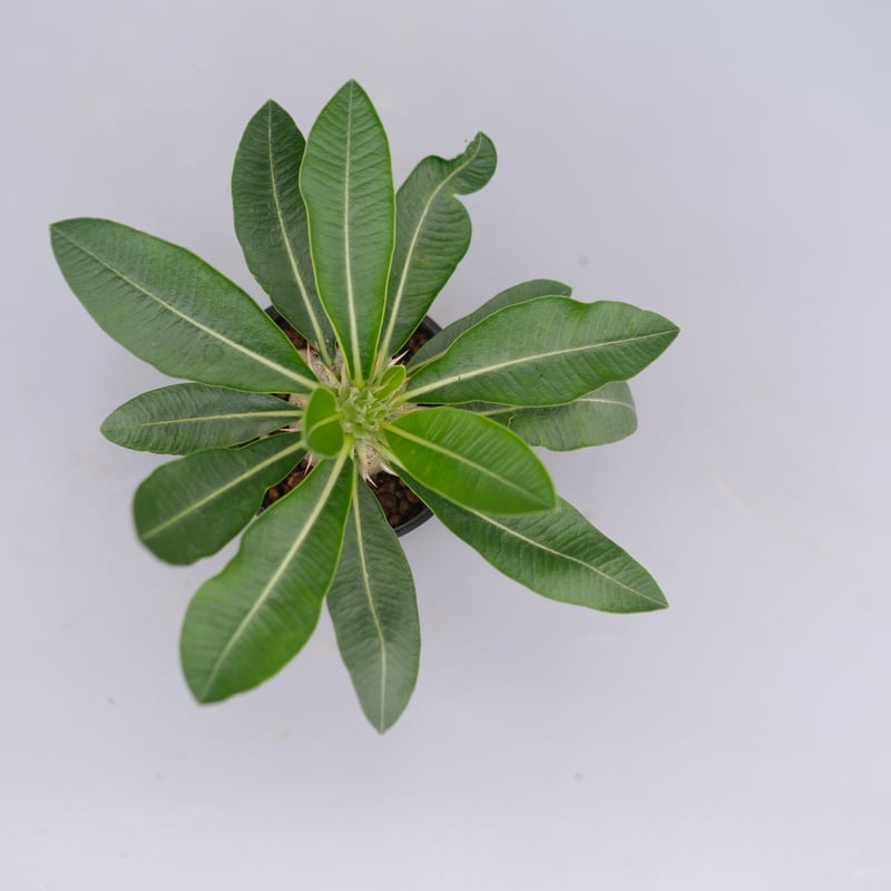 パキポディウム エニグマチカム 実生株 Pachypodium enigmaticum 011
