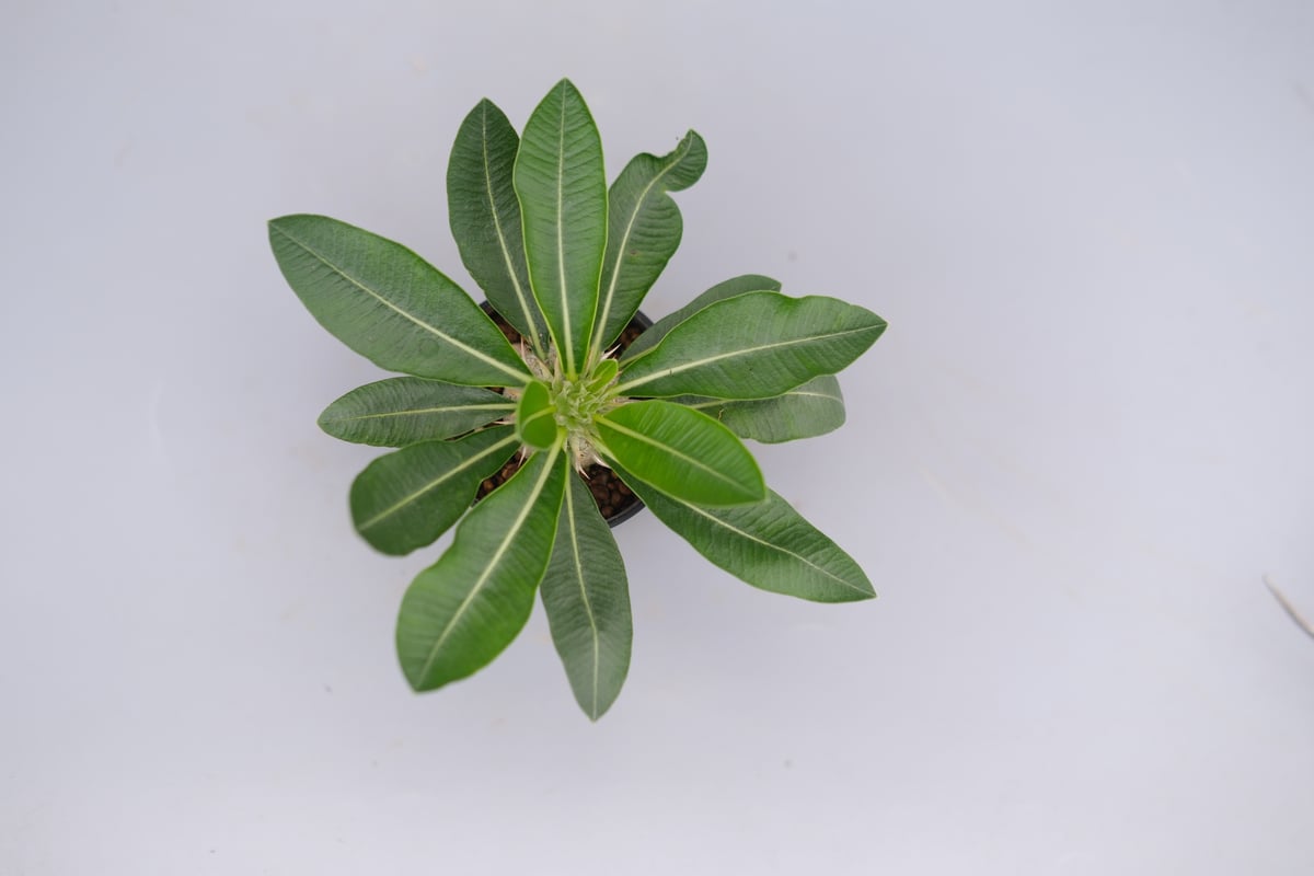 パキポディウム エニグマチカム 実生株 Pachypodium enigmaticum 011