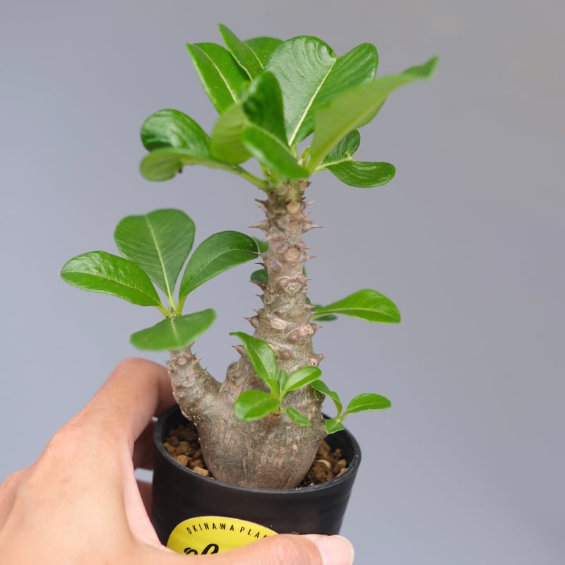 パキポディウム ウィンゾリー 実生株 055 Pachypodium windsorii