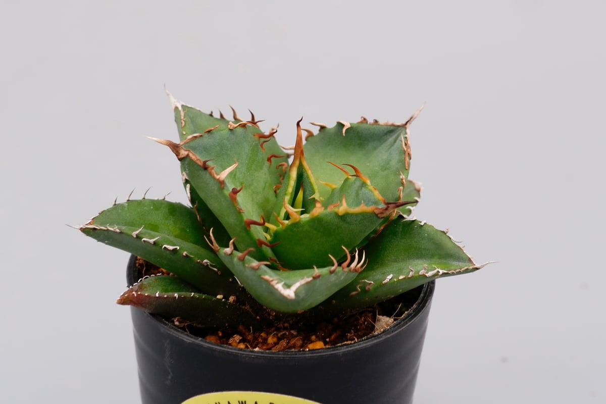 アガベ チタノタ 海王 Agave titanota 海王 004 | Sunny Branch