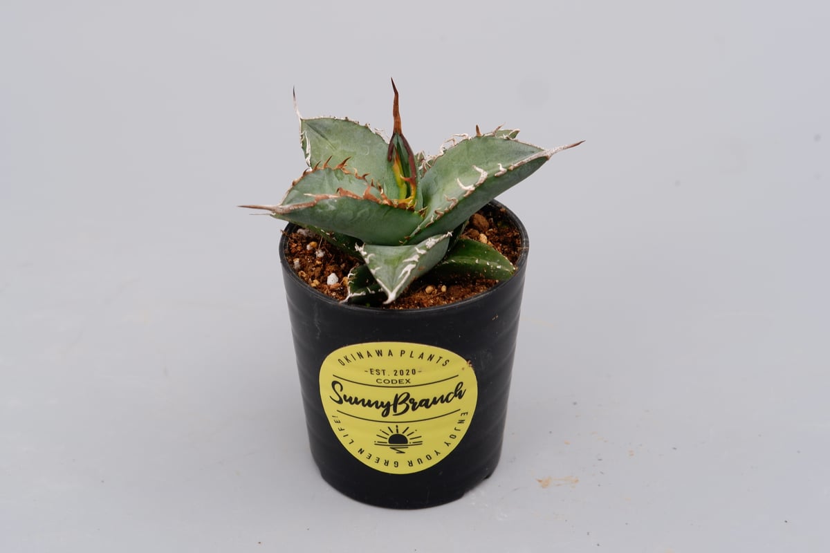 アガベ オテロイ 実生株 Agave oteroi seeding 086 | Sunny アガベ オテロイ 実生株 Agave oteroi seeding 086 | Sunny