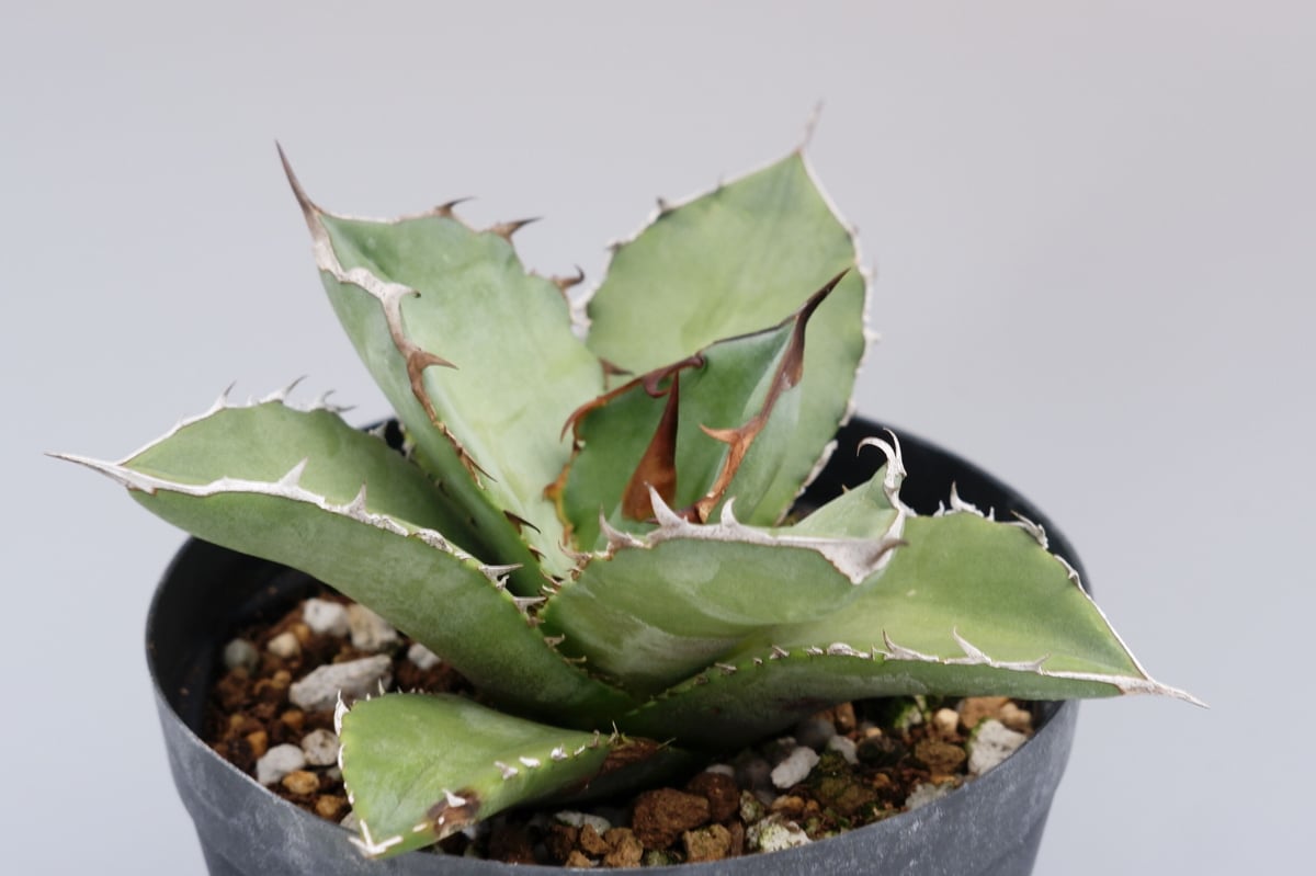オテロイ　実生 アガベ オテロイ 実生株 Agave oteroi seeding 042 | Sunny