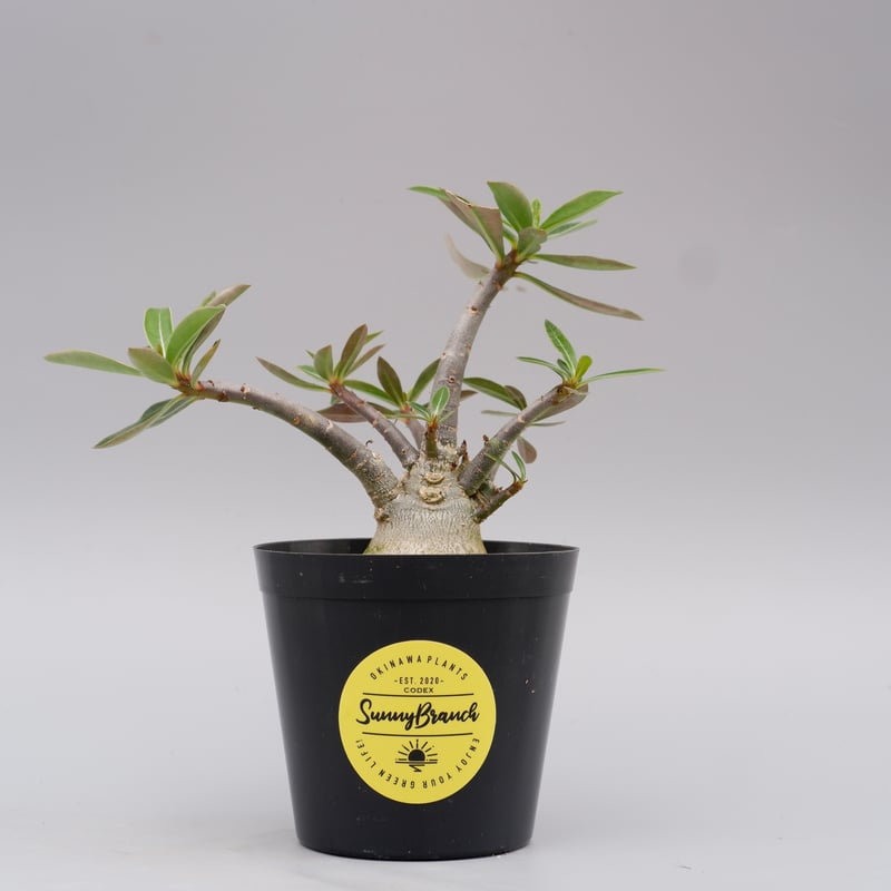 アデニウム ソマレンセ 実生株 Adenium somalense 004 | Sunny B