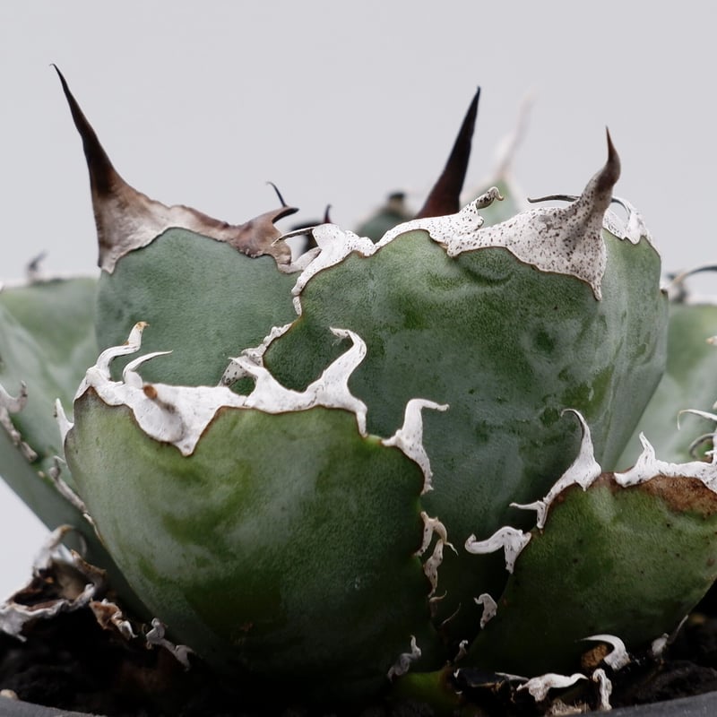 アガベ チタノタ 白鯨 019 Agave titanota white whale | S