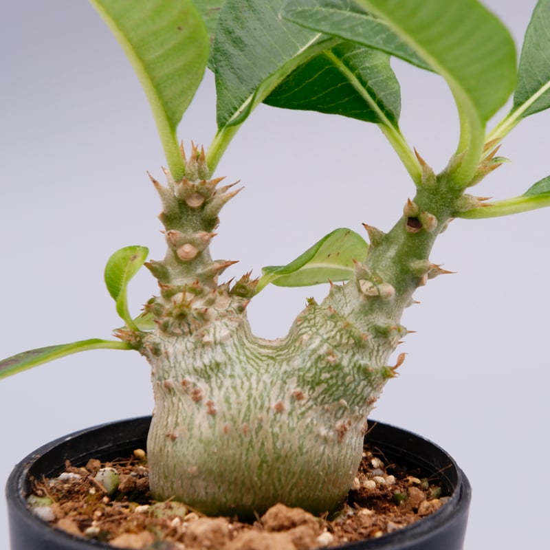 パキポディウム ウィンゾリー 実生株 017 Pachypodium windsorii |