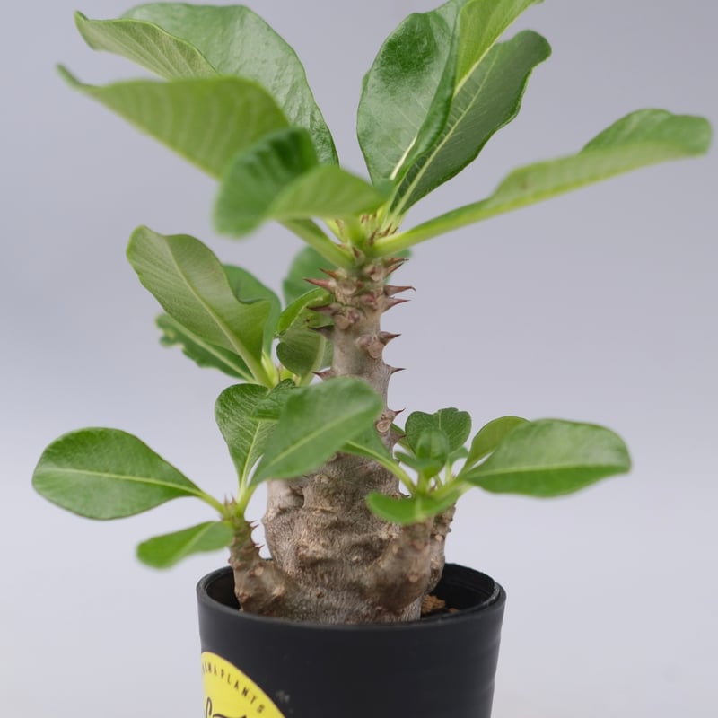 パキポディウム ウィンゾリー 実生株 059 Pachypodium windsorii |