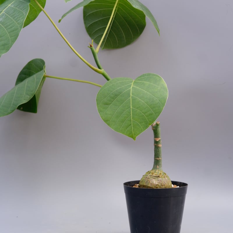 まんまる型 プセウド ボンバックス 033 Pseudobombax ellipticum |