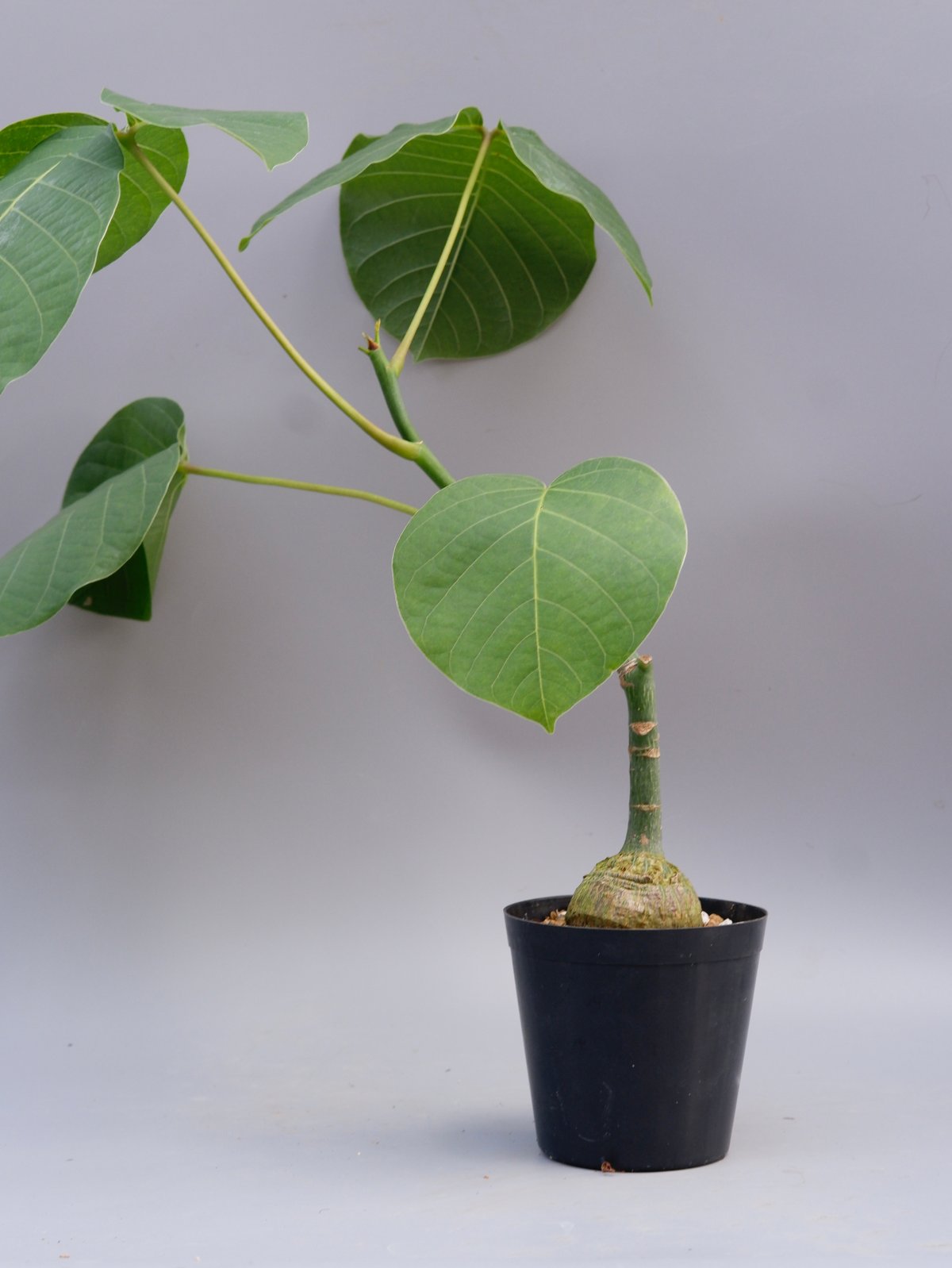 まんまる型 プセウド ボンバックス 033 Pseudobombax ellipticum