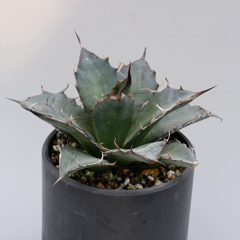 アガベ チタノタ オアハカ Agave titanota Oaxaca 12 アガベ チタノタ オアハカ Agave titanota Oaxaca 14 | Mellow