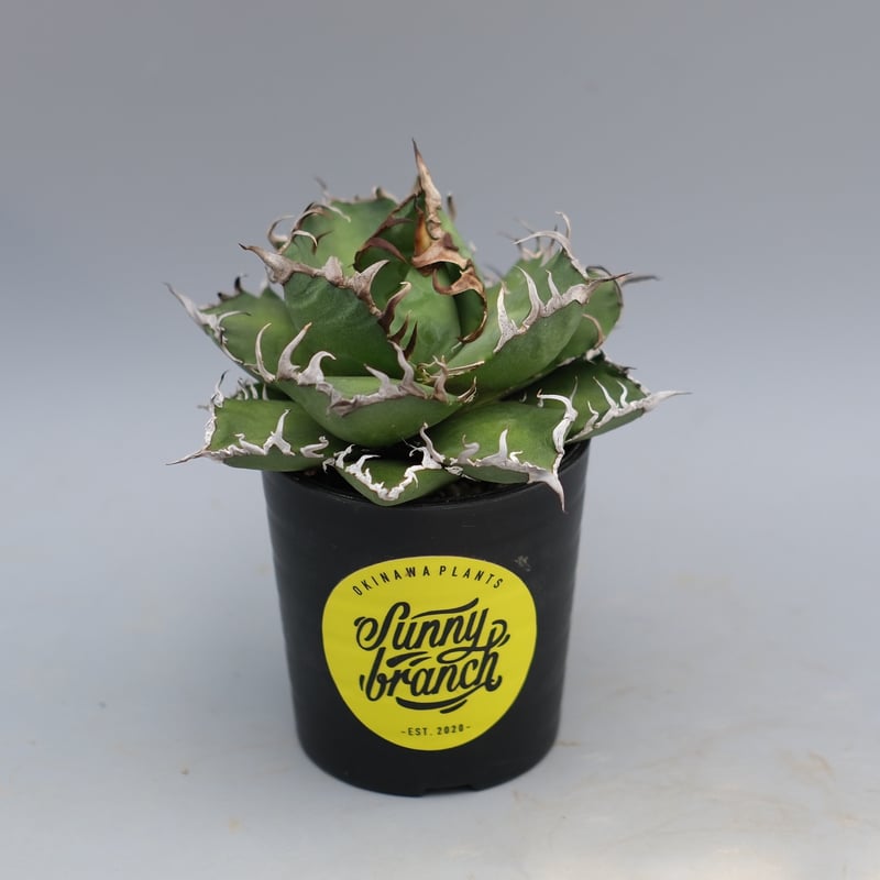 アガベ チタノタ シーザー Agave titanota caesar 169 | Sunny