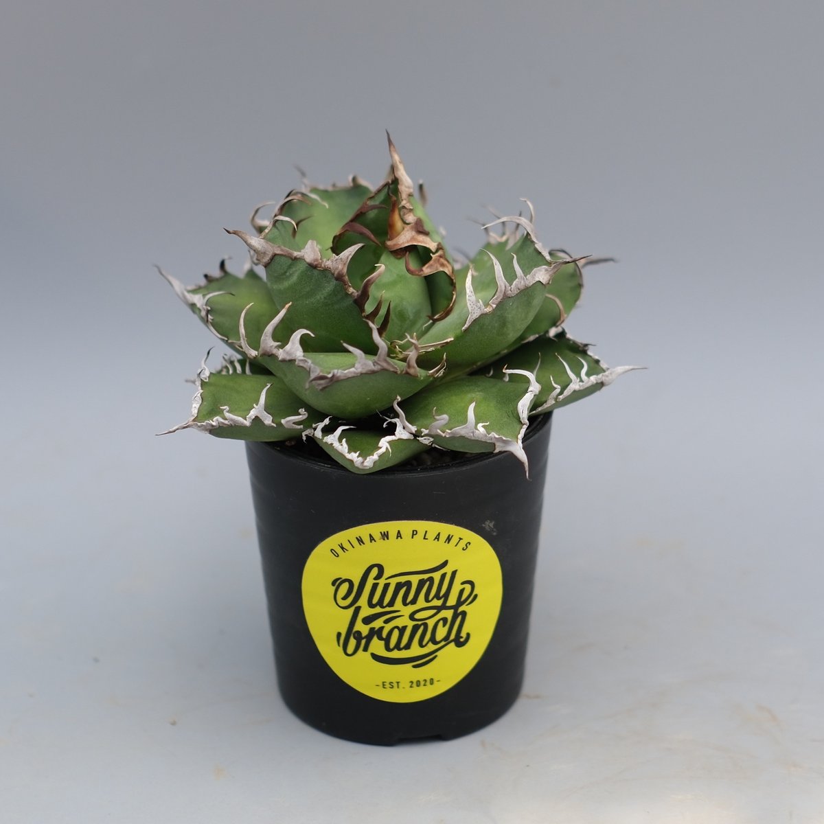 アガベ チタノタ シーザー Agave titanota caesar 169 | Sunny