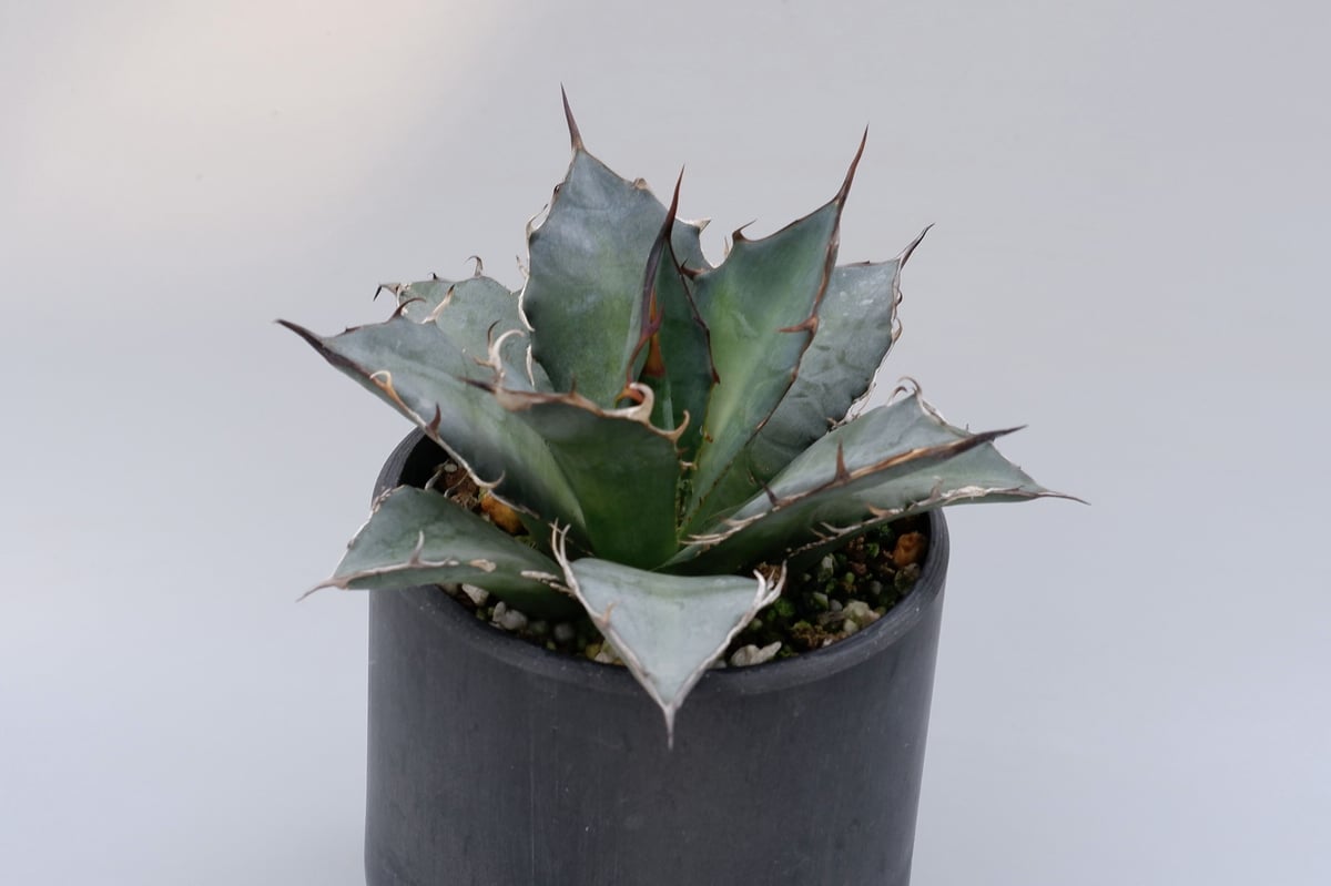 アガベ チタノタ オアハカオテロイ 002 Agave titanota oteroi