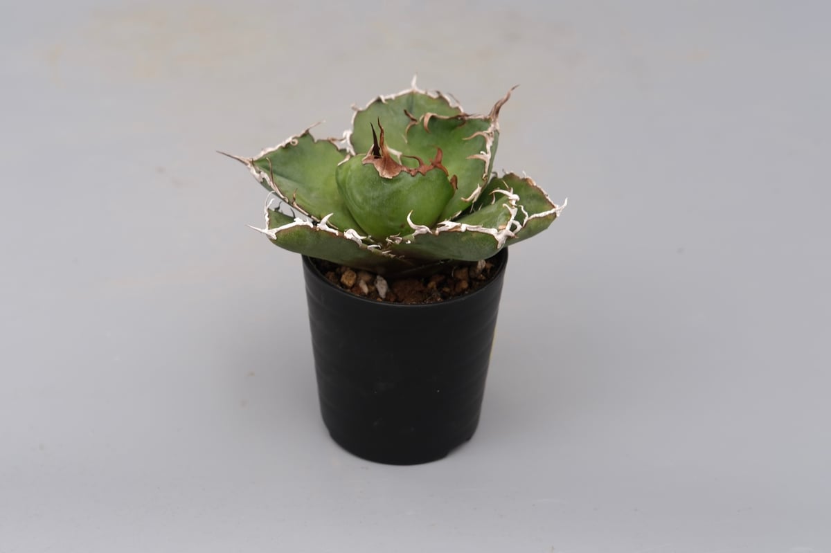 アガベ チタノタ 白鯨 Agave titanota white whale 200 | Su