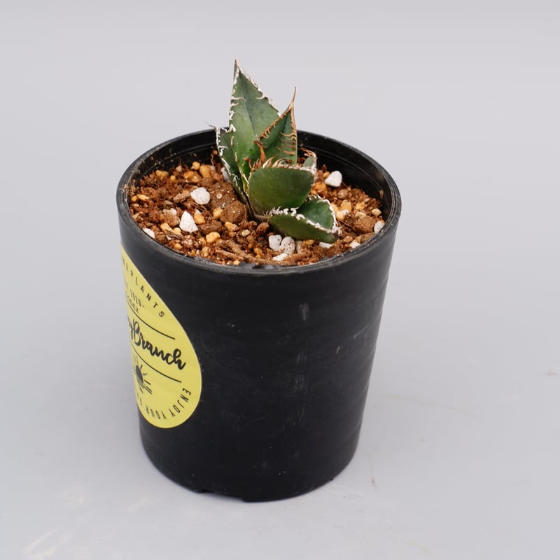 アガベ オテロイ 実生株 Agave oteroi seeding 083 | Sunny