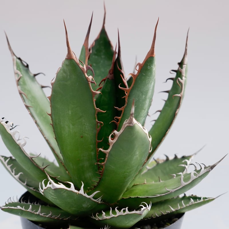 アガベ ホリダ 032 Agave horrida 強棘 | Sunny Branch