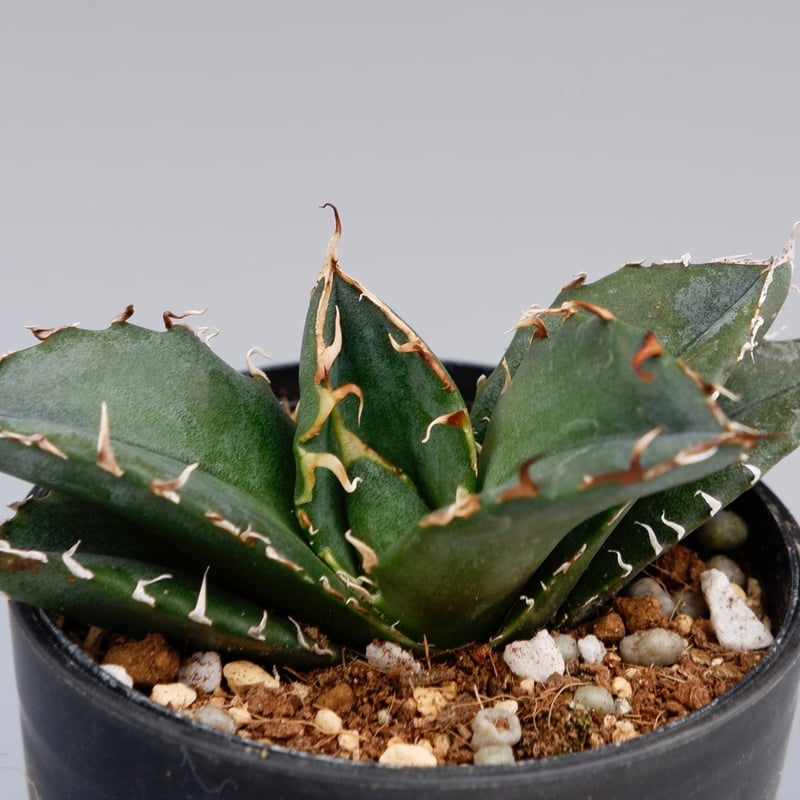 アガベ チタノタ 白鯨 072 Agave titanota white whale | Su