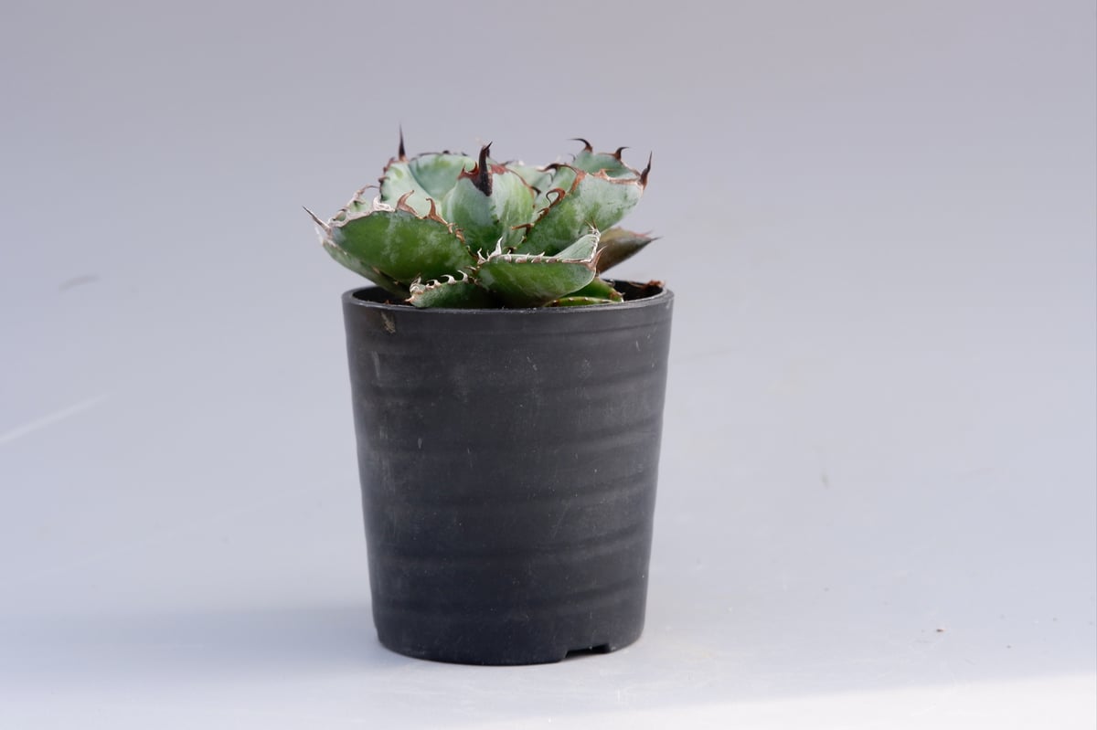 アガベ チタノタ ブラックアンドブルー Agave titanota BB 055 【子株