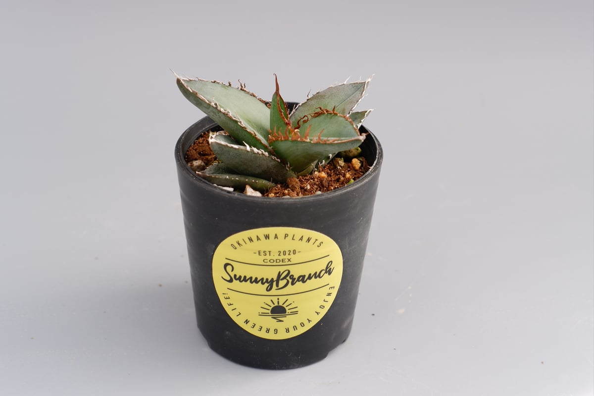 アガベ オテロイ 実生株 Agave oteroi seeding 052 | Sunny