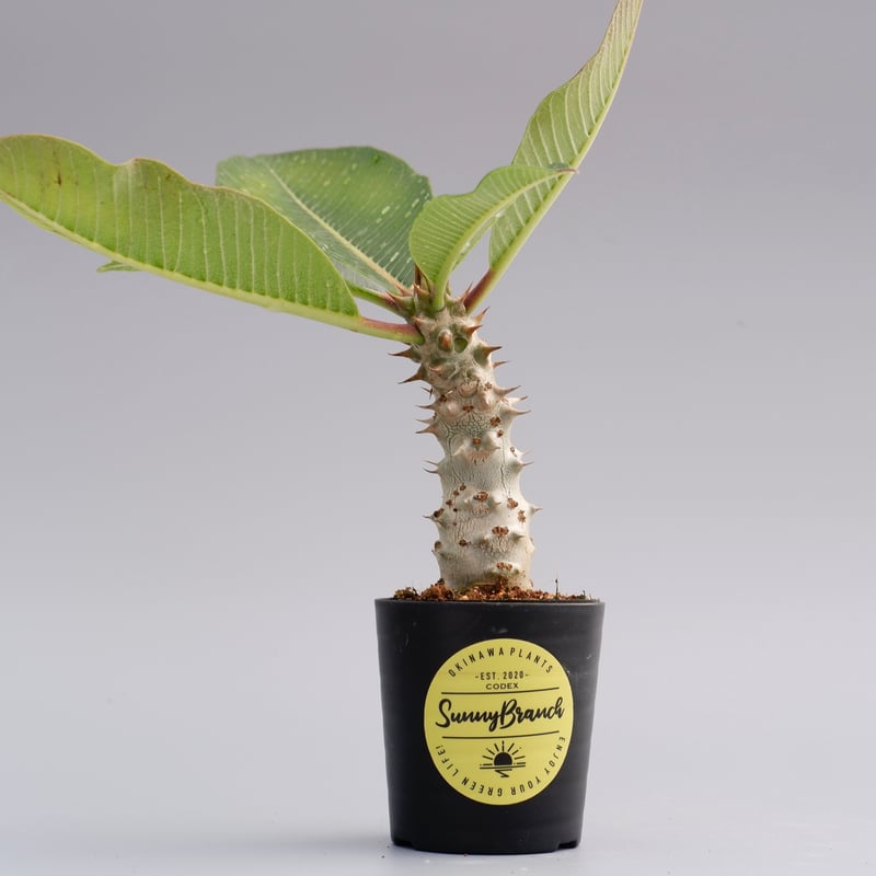 パキポディウム バロニー実生株016 Pachypodium baronii | Sunny