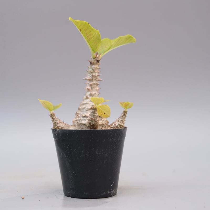 パキポディウム ウィンゾリー 実生株 126 Pachypodium windsorii |