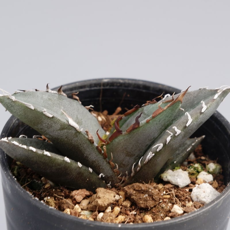 アガベ オテロイ 実生株 Agave oteroi seeding 041 | Sunny