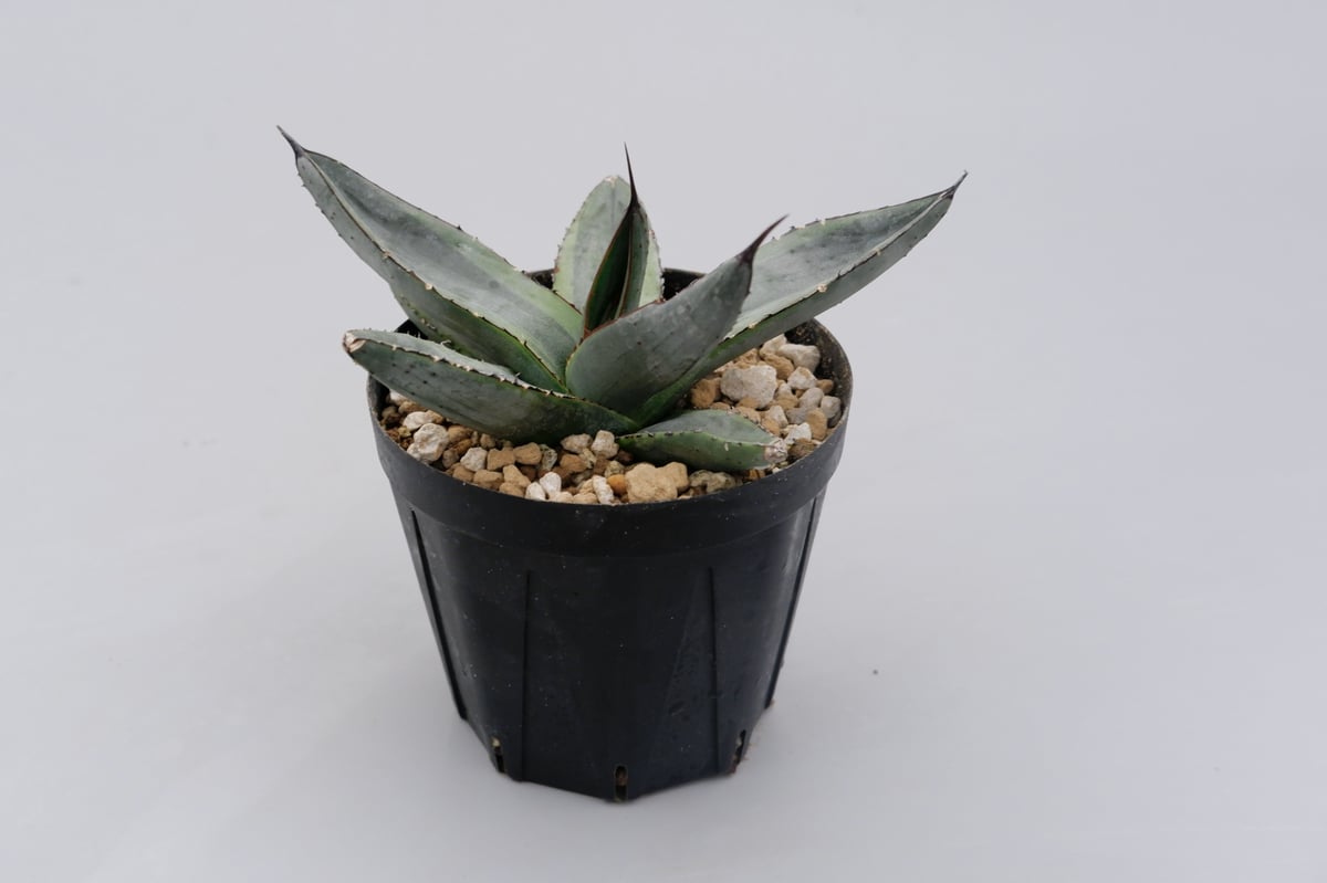 アガベ シャークバイト002 Agave Sharkbite | Sunny Branch