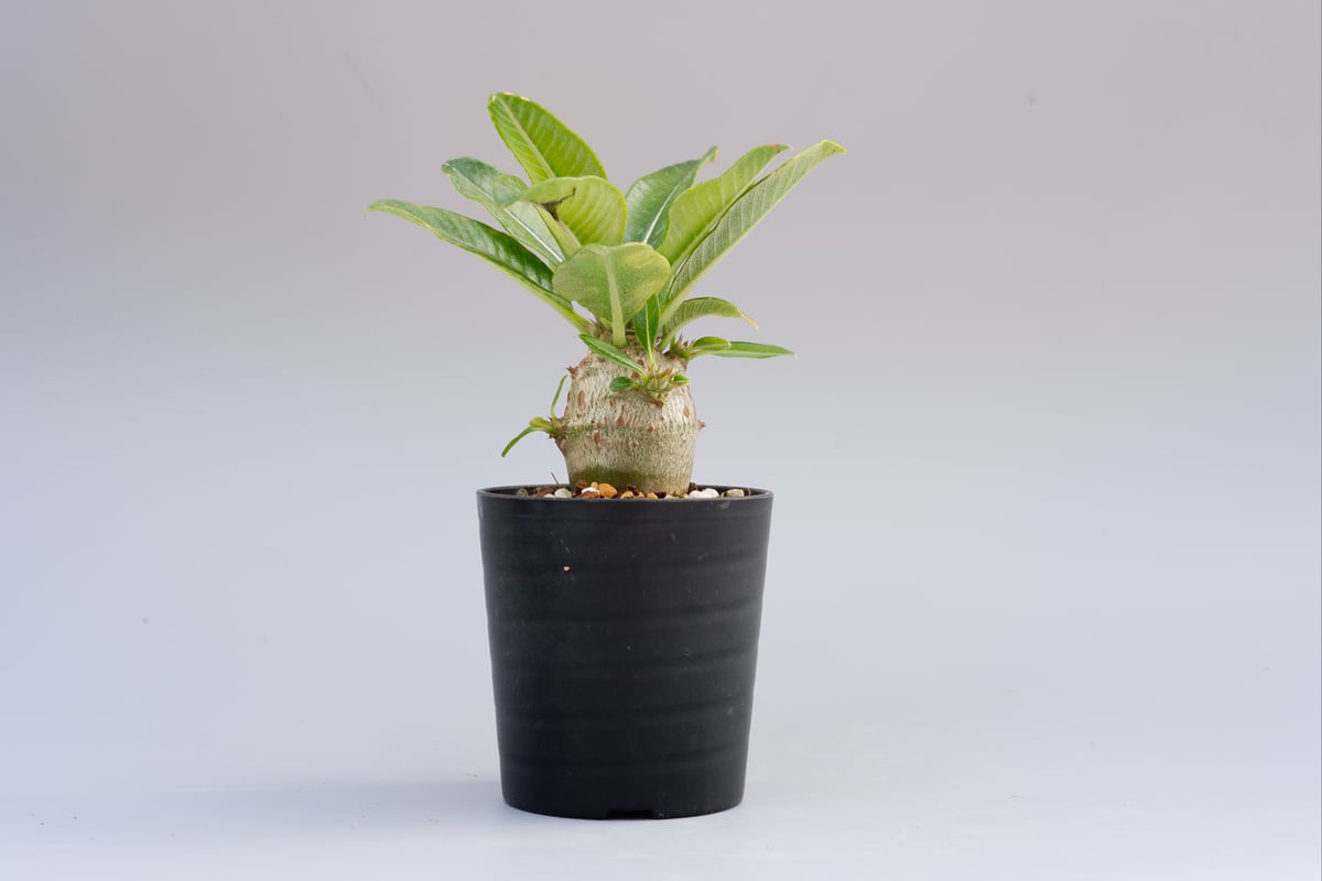 パキポディウム ウィンゾリー 実生株 013 Pachypodium windsorii