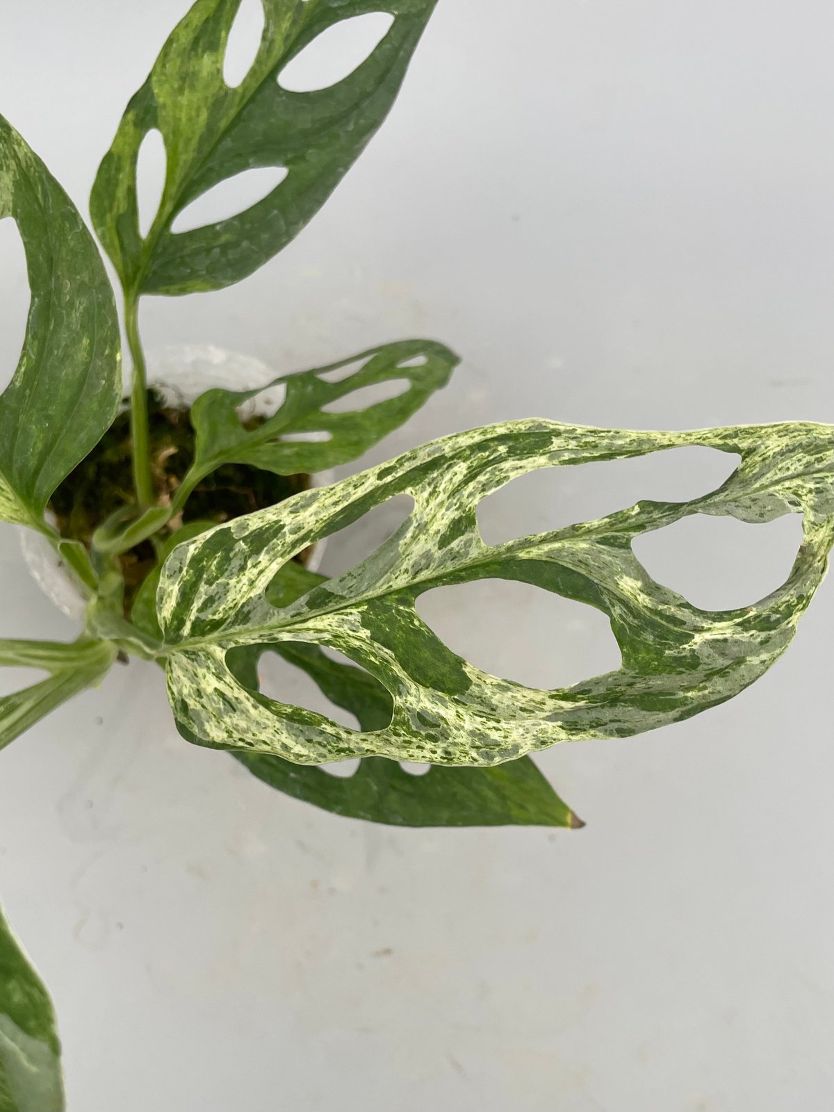 モンステラ アダンソニー バリエガータ ミント 斑入り Monstera