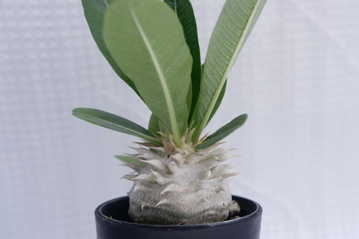 パキポディウム 白花 恵比寿笑い 実生株 Pachypodium brevicaule