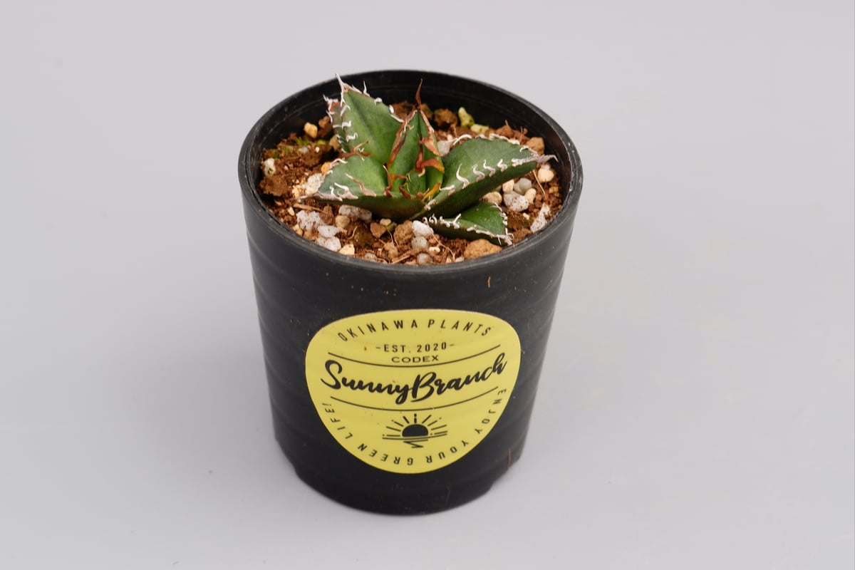 アガベ チタノタ シーザー Agave titanota caesar 055 | Sunny
