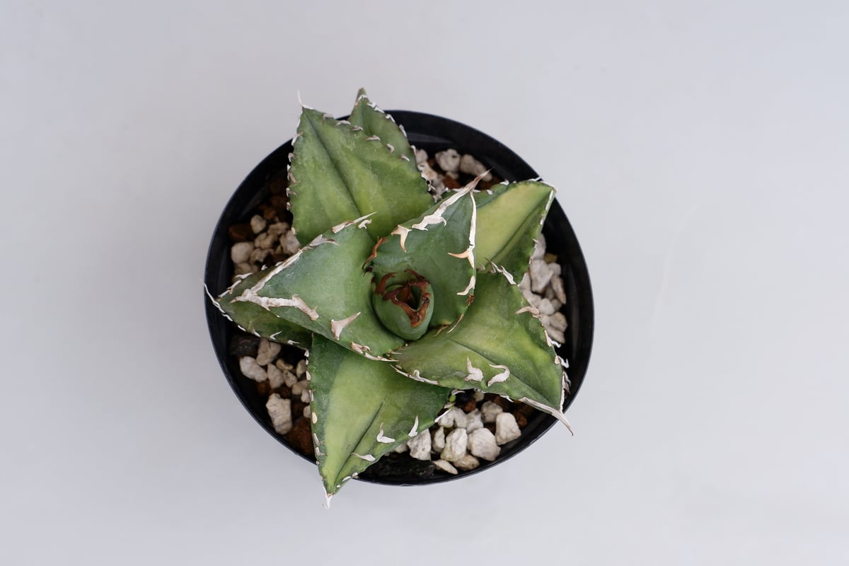 現品鉢ごと発送 アガベ チタノタ 夕映 ソーラーエクリプス アガベ チタノタ ソーラーエクリプス