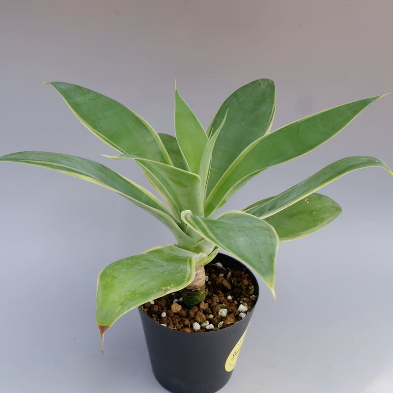 斑入り】アガべ アテナータ Agave attenuata 'Variegata' 002