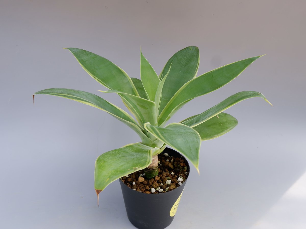 【現品】 アガベ　アテナータ　白斑入りアテナータ（アテヌアータ） 　8号　ＧＫ番 Amazon.co.jp: アガベ アテヌアータ 白斑入り 幹上がり 8号 大型