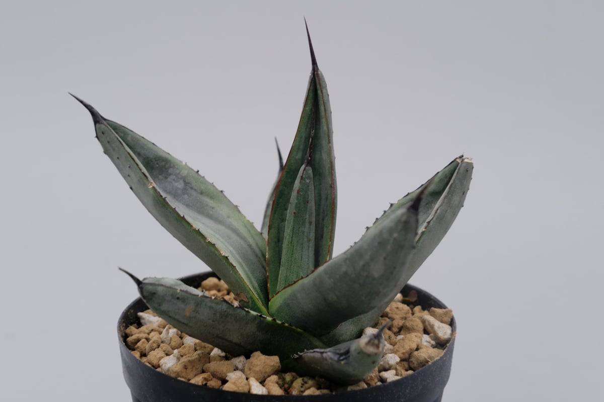 アガベ シャークバイト001 Agave Sharkbite | Sunny Branch