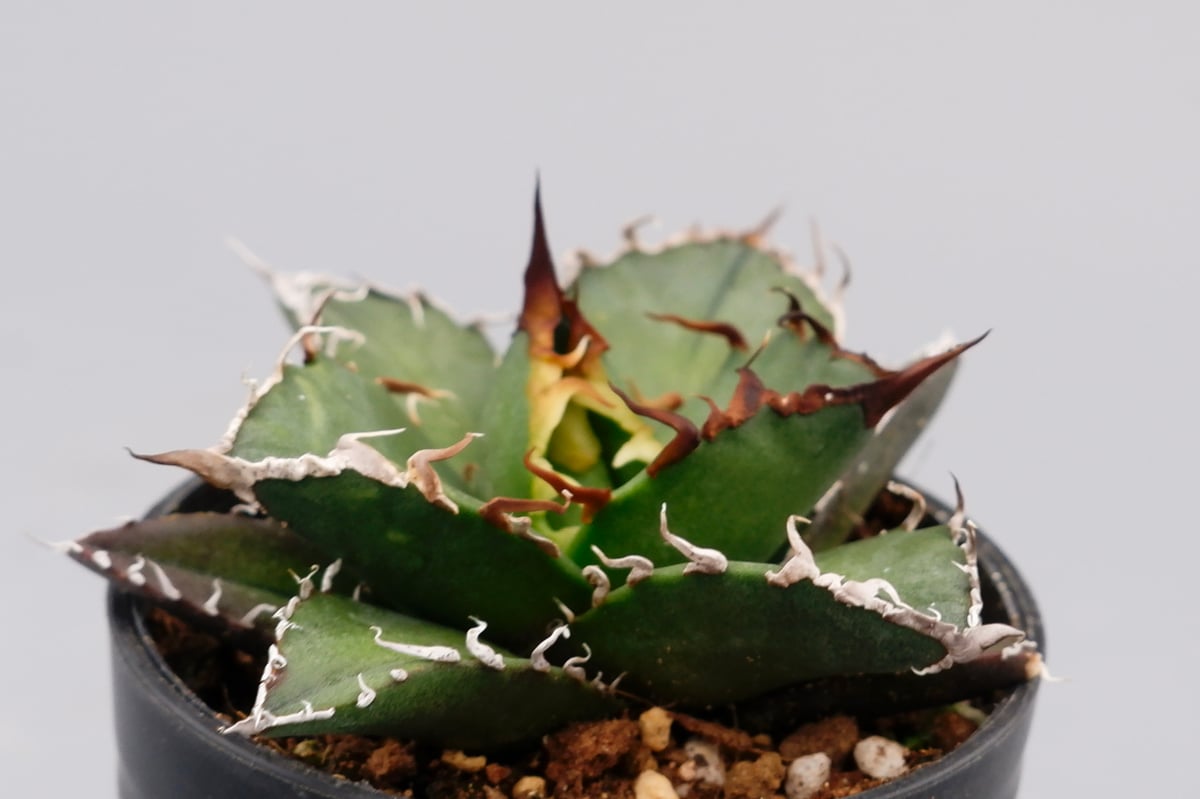 アガベ チタノタ シーザー Agave titanota caesar 089 | Sunny