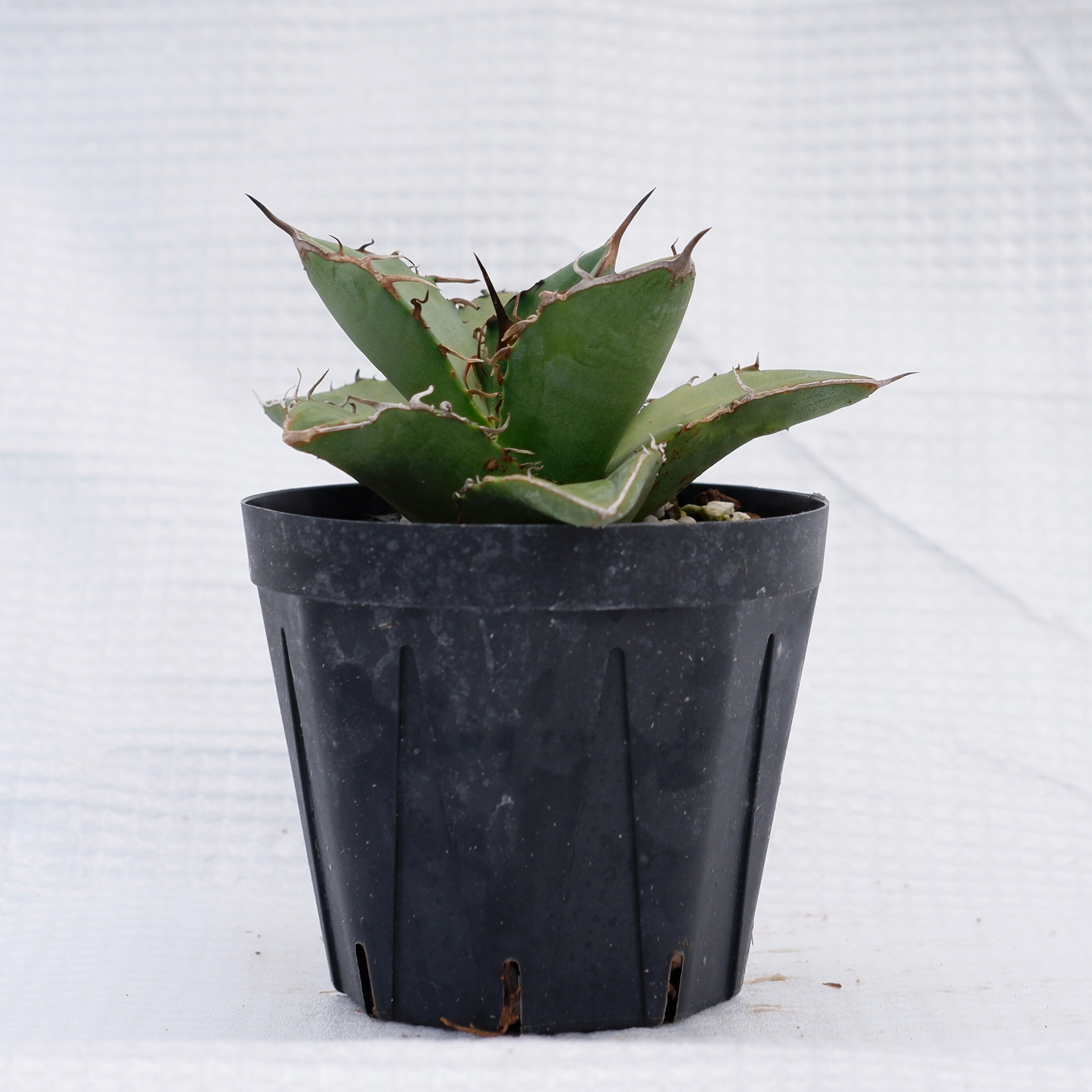 アガベ オテロイ 実生株 Agave oteroi seeding 018 | Sunny